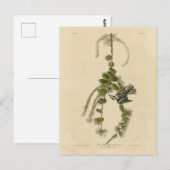 Zwarte & Witte Warbler - Amerikaanse vogels Briefkaart (Voorkant / Achterkant)