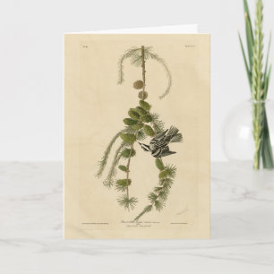 Zwarte & Witte Warbler - Amerikaanse vogels Kaart