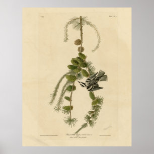 Zwarte & Witte Warbler - Amerikaanse vogels Poster