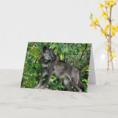 Zwarte Wolf met het Rode Wenskaart van Bessen Kaart (Gele Bloem)