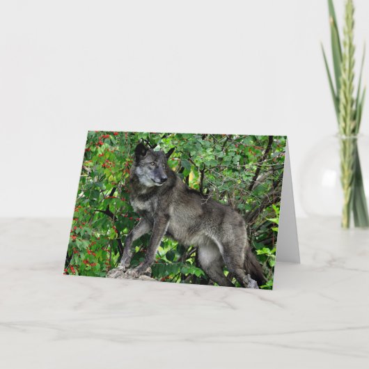 Zwarte Wolf met het Rode Wenskaart van Bessen Kaart (Voorkant)