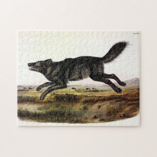Zwarte wolf, of zwarte Amerikaanse wolf (Canis lup Legpuzzel