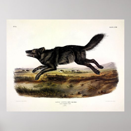 Zwarte wolf, of zwarte Amerikaanse wolf (Canis lup Poster (Voorkant)