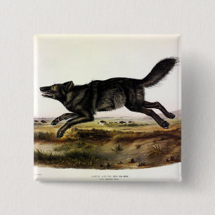 Zwarte wolf, of zwarte Amerikaanse wolf (Canis lup Vierkante Button 5,1 Cm