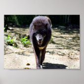 zwarte wolf poster (Voorkant)