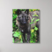 Zwarte Wolf Stretched Canvas Print (Voorkant)