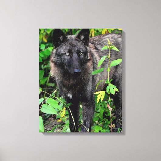 Zwarte Wolf Stretched Canvas Print (Voorkant)