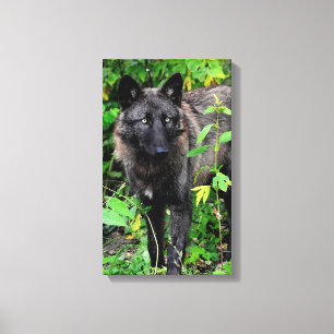 Zwarte Wolf Stretched Canvas Print