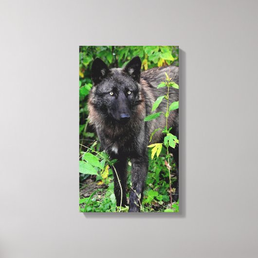 Zwarte Wolf Stretched Canvas Print (Voorkant)