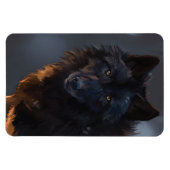 Zwarte Wolf, wolf, wild dier, dieren, grote wolf, Magneet (Horizontaal)