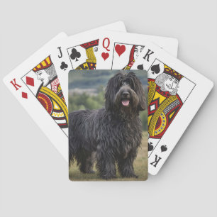 Zwarte wollige Bergamasco herdershond, Pokerkaarten