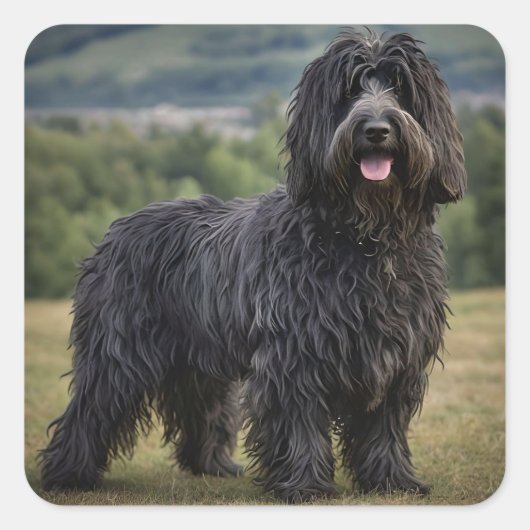 Zwarte wollige Bergamasco herdershond, Vierkante Sticker (Voorkant)