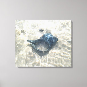 Zwarte zeeschelp canvas afdruk