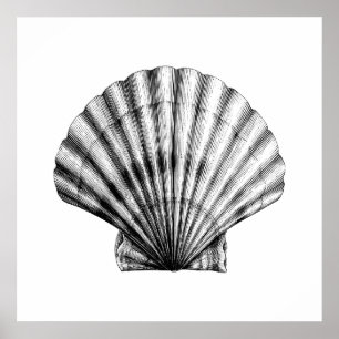 Zwarte  ZeeShell Pilgrim Mussel Illustratie Poster