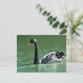 Zwarte zwaan, Australië Briefkaart (Staand voorkant)
