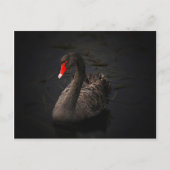 Zwarte zwaan briefkaart (Voorkant)