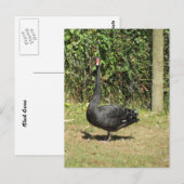 Zwarte Zwaan Briefkaart (Voorkant / Achterkant)
