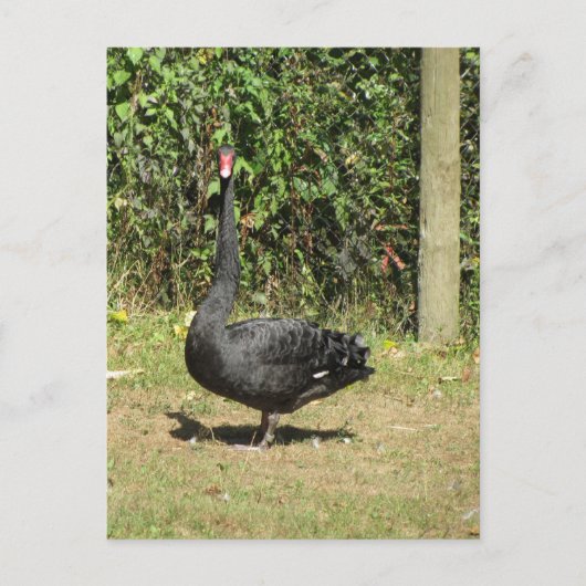 Zwarte Zwaan Briefkaart (Voorkant)