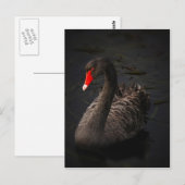 Zwarte zwaan briefkaart (Voorkant / Achterkant)