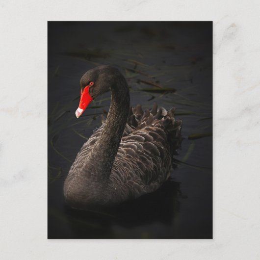 Zwarte zwaan briefkaart (Voorkant)