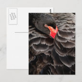 Zwarte zwaan in rust briefkaart (Voorkant / Achterkant)