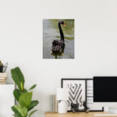 Zwarte Zwaan in Rustige Vijver Poster (Thuiskantoor)