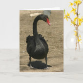 Zwarte Zwaan Kaart (Gele Bloem)