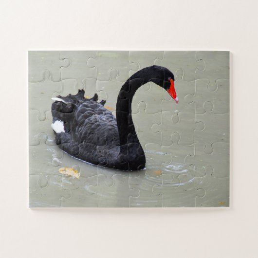 Zwarte zwaan legpuzzel (Horizontaal)