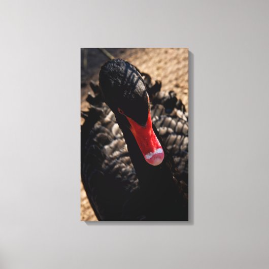 Zwarte zwaan sluit canvas print (Voorkant)