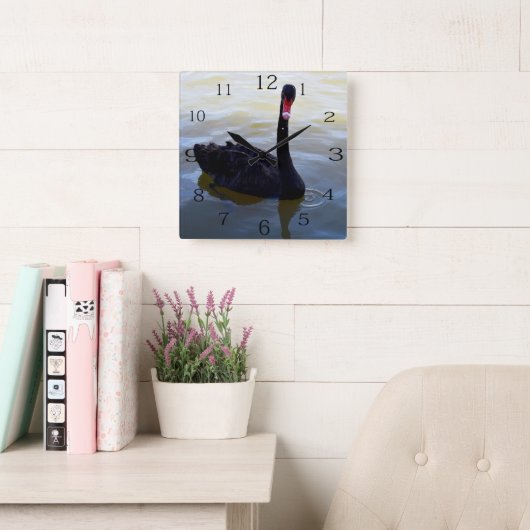 Zwarte zwaan zwemmen op de rivier, vierkante klok (Leeskamer)