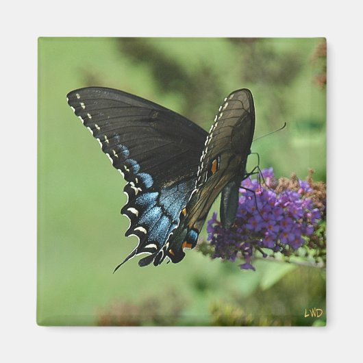 Zwarte zwaluwstaart 9.05-1 magneet (Voorkant)