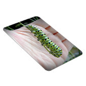 Zwarte zwaluwstaart rups eten peterselie magneet (Rechterzijde)