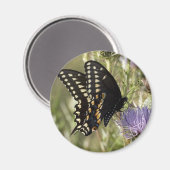 Zwarte zwaluwstaart vlinder ronde magneet (Voorkant / Achterkant)