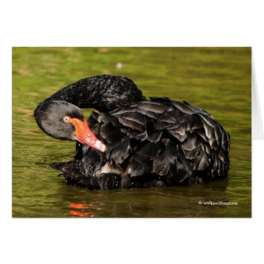 Zwarte Zwan in de Pond (Voorkant Horizontaal)