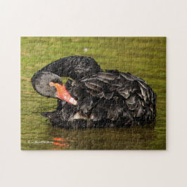 Zwarte Zwan in de Pond Legpuzzel
