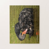 Zwarte Zwan in de Pond Legpuzzel (Verticaal)
