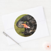 Zwarte Zwan in de Pond Ronde Sticker (Envelop)