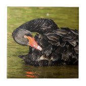 Zwarte Zwan in de Pond Tegeltje (Voorkant)