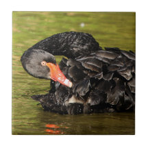 Zwarte Zwan in de Pond