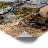 Zwarte Zwan in een Goldfish Pond Poster (Hoek)