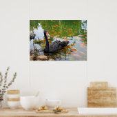 Zwarte Zwan in een Goldfish Pond Poster (Keuken)
