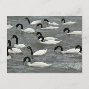 Zwarte zwanen (Cygnus melancoryphus) Briefkaart