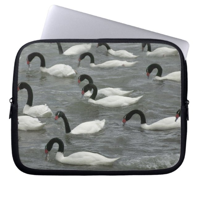 Zwarte zwanen (Cygnus melancoryphus) Laptop Sleeve (Voorkant)