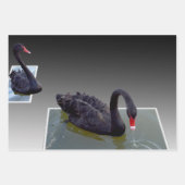 Zwarte zwanen in vijvers, schotel, ontkoppelvellen inpakpapier vel (Voorkant 3)