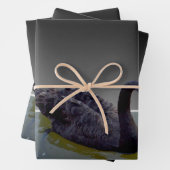 Zwarte zwanen in vijvers, schotel, ontkoppelvellen inpakpapier vel (In situ)