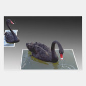 Zwarte zwanen in vijvers, schotel, ontkoppelvellen inpakpapier vel (Voorkant)