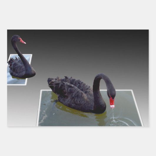 Zwarte zwanen in vijvers, schotel, ontkoppelvellen inpakpapier vel (Voorkant)