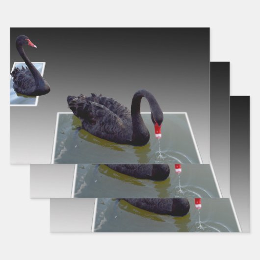 Zwarte zwanen in vijvers, schotel, ontkoppelvellen inpakpapier vel (Set)