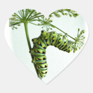 Zwarte Zwavelstaarteuil Hart Sticker