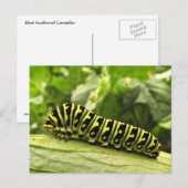 Zwarte-Zwemstaart Briefkaart (Voorkant / Achterkant)